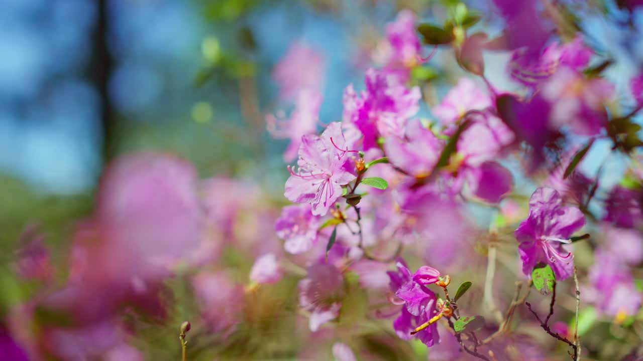 Nærbilde av levende rosa asaleblomster som svaier forsiktig i vårbrisen. Mykt fokus fremhever delikate kronblader og friske grønne blader. Lys blå himmel titter frem gjennom den uklare bakgrunnen.