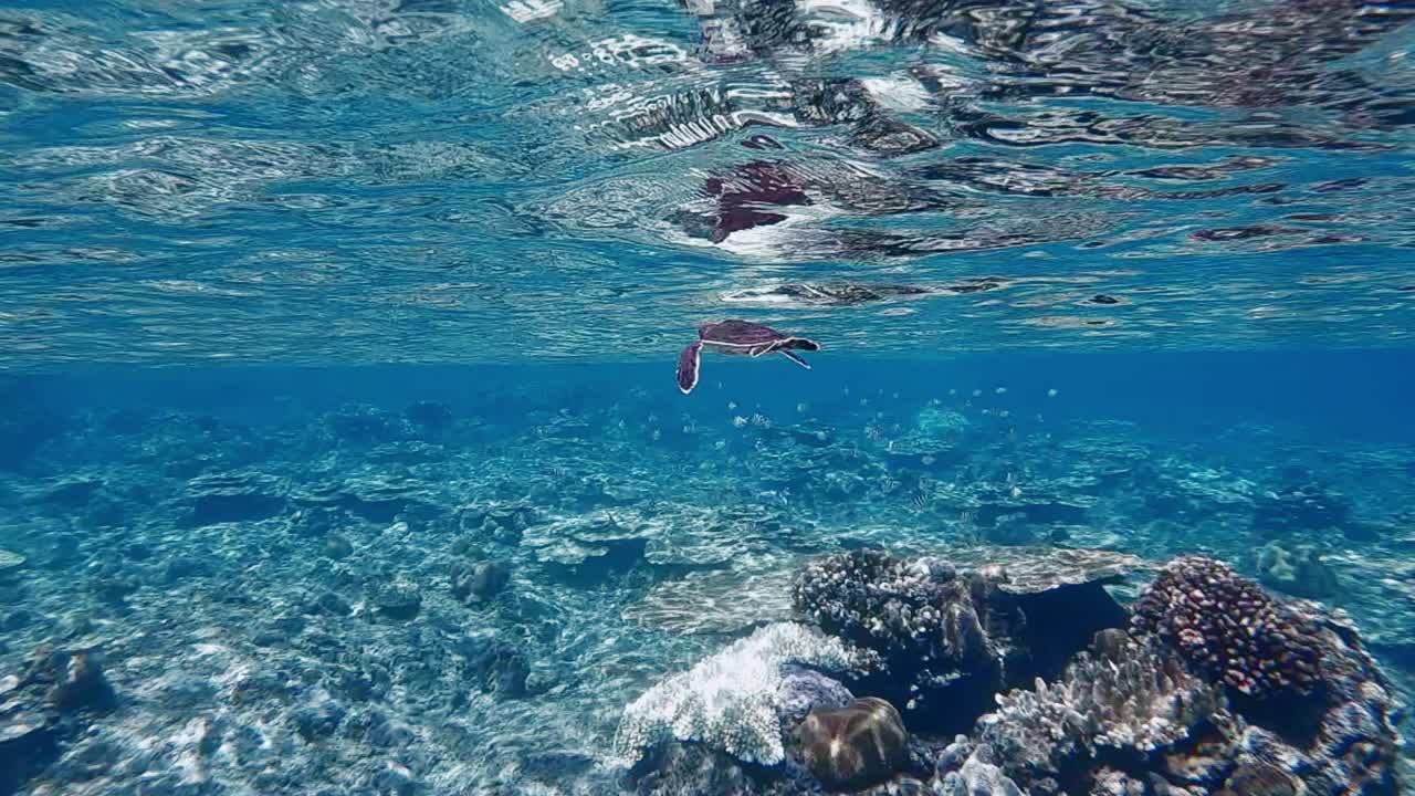 아름다운 산호초 위에 푸른 바다에서 수영하는 아기 녹색 바다 거북