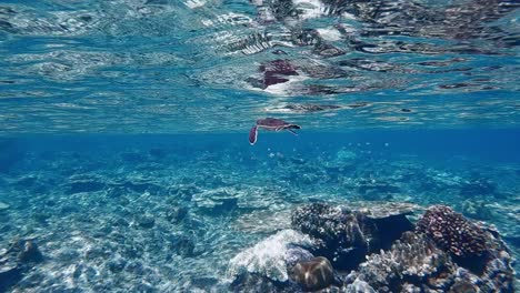 bebé tortuga verde nadando en el océano azul sobre los hermosos arrecifes de coral