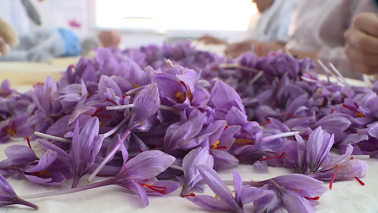 Saffron Processing