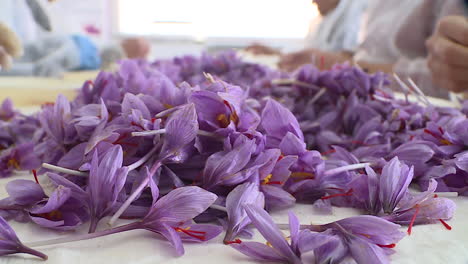 saffron processing