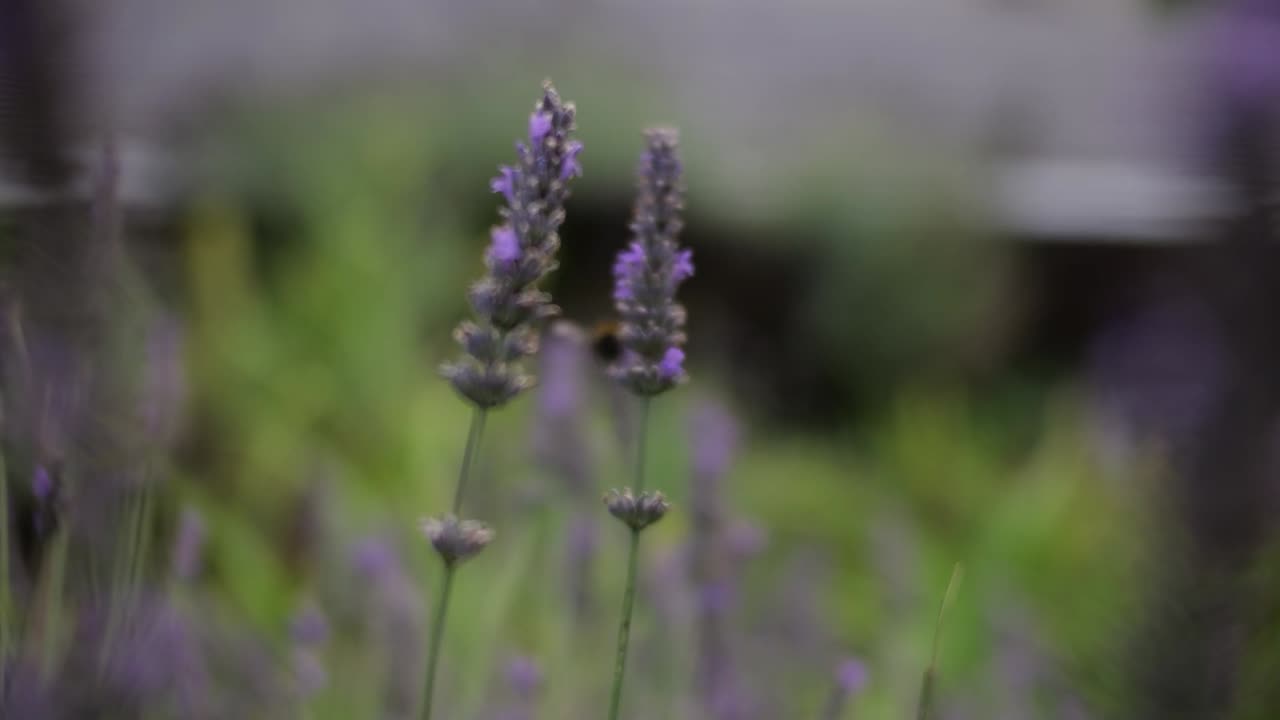 una abeja aterriza suavemente en las flores de lavanda, capturando la esencia de la belleza y la polinización de la naturaleza