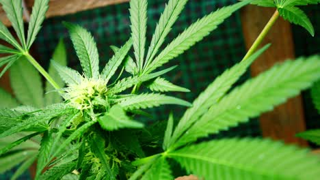 marihuana medicinal narcótico cannabis planta ilegal jardín prohibido invernadero herbario maleza dolly izquierda