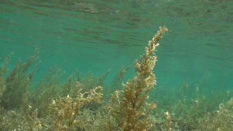 Campo-De-Algas-Marinas-Bajo-El-Agua-En-El-Océano-Tropical-Poco-Profundo