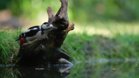 great spotted woodpecker by a forest pond