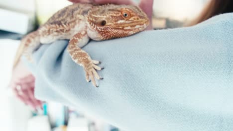 dragón barbudo mascota lagarto de pie sobre el hombro de una mujer joven de pelo largo acariciando a su mascota animal exótico tropical