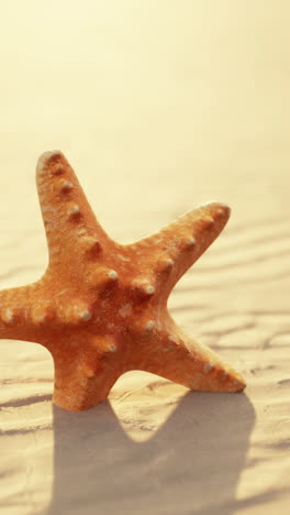 starfish on the beach