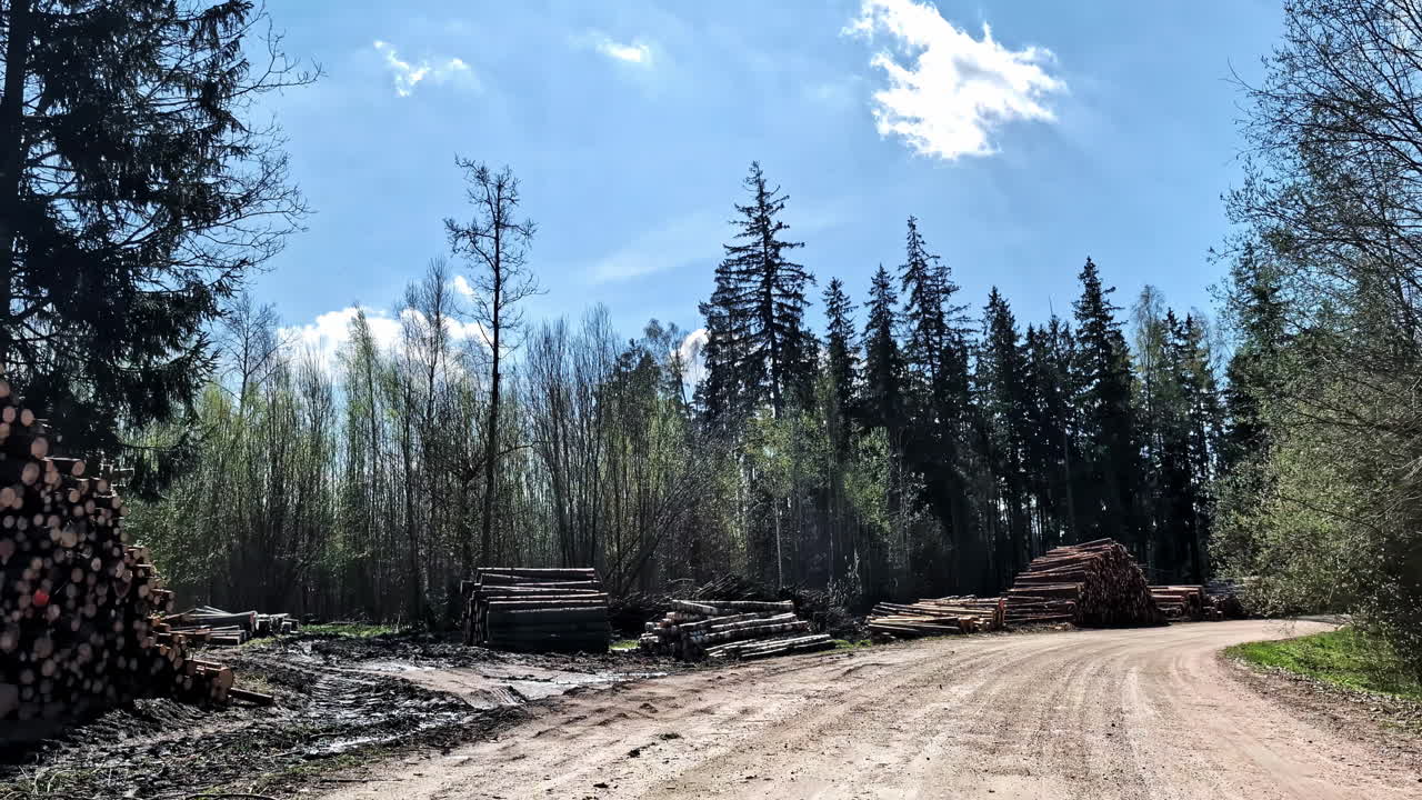 Log piles lining dirt road through forest under bright sky