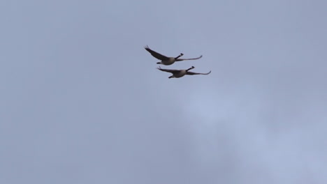 two canada geese flying in synchrony