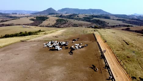 brazilian ranch dedicated to raising and breeding nelore cattle