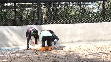 people tending to sheep in an enclosure