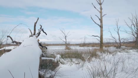 frozen winter marsh landscape