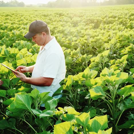 two farmers are studying the ear of corn on the field