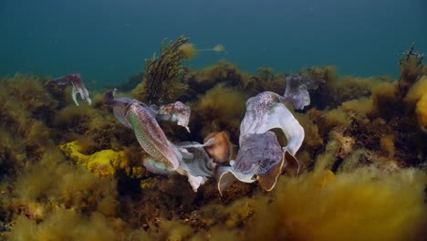 Sepia-Gigante-Australiana-Sepia-Apama-Migración-Whyalla-Sur-De-Australia-4k-Cámara-Lenta,-Apareamiento,-Puesta-De-Huevos,-Lucha,-Agregación,-Bajo-El-Agua