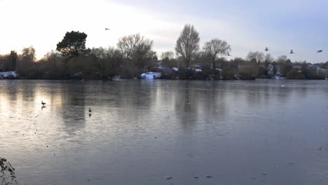 Viele-Vögel-Fliegen-In-Der-Abenddämmerung-über-Einen-Zugefrorenen-Brooklands-See-In-Dartford,-Kent