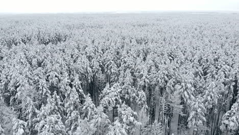 Draufsicht-Auf-Den-Winterwald.-Luftaufnahme.