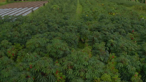 Close-up-view-of-farm-plantations-in-Asia.-Thick-green-bushes-and-farm-fields-in-Bali,-Indonesia