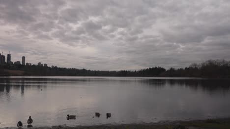 ducks resting on waters edge on lake at a public park