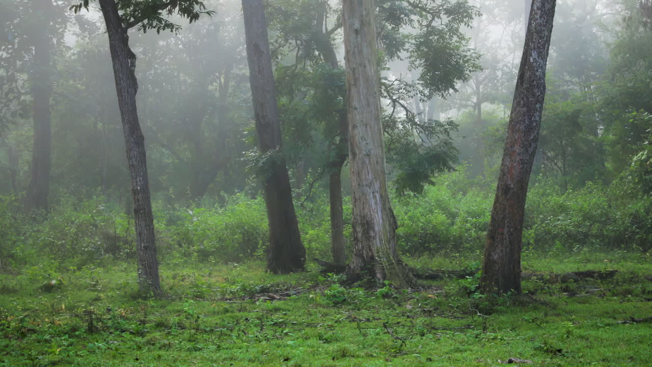 Misty morning forest with tall trees and lush green vegetation in Nagarahole, India
