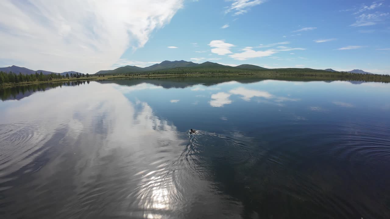 Ducks dive and play in the tranquil lake as the sun shines brightly above the serene landscape