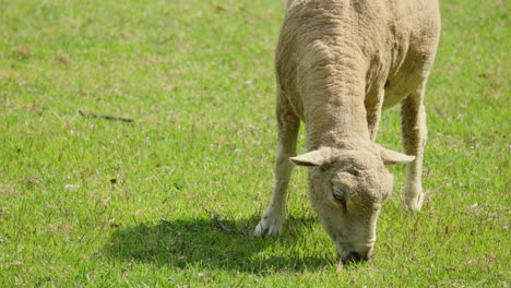 Closeup-of-One-Isolated-Wiltipoll-Sheep-Grazes-Green-Grass-in-a-Clearing