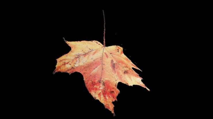 colección de hoja de otoño