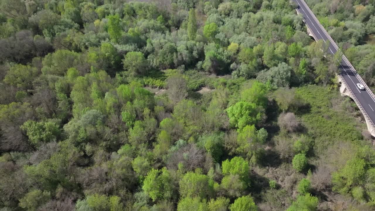 Aerial drone footage of a lush riverside forest with diverse trees in various shades of green. On the right, a road with a bridge appears, showing an arch and a car driving over it.