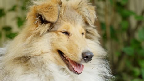 rough collie dog enjoying a quiet day in the countryside, close-up