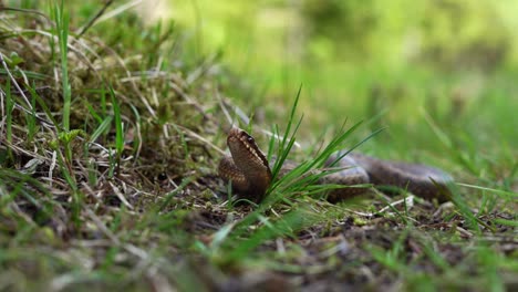 Vipera-Berus-Schlange-Auf-Wildem-Wald.-Nahaufnahme