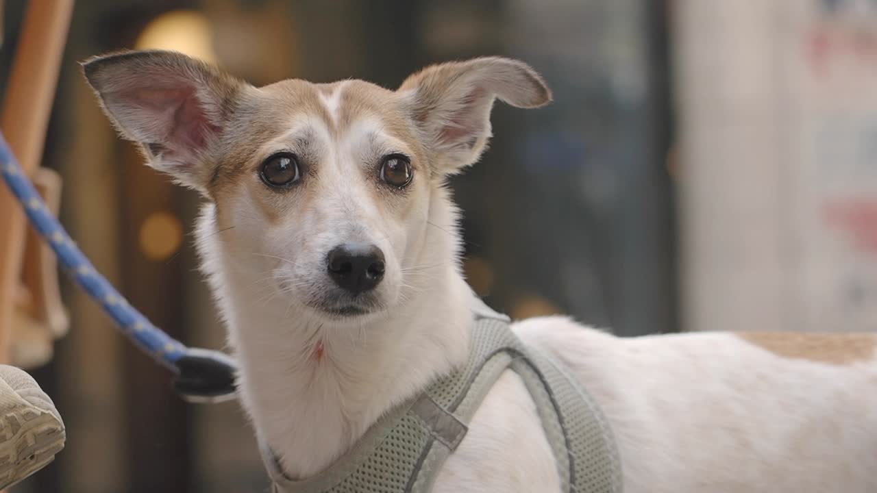 Close-up of a dog wearing a harness and leash
