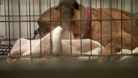 a lonely dog in his cage at an animal shelter-1