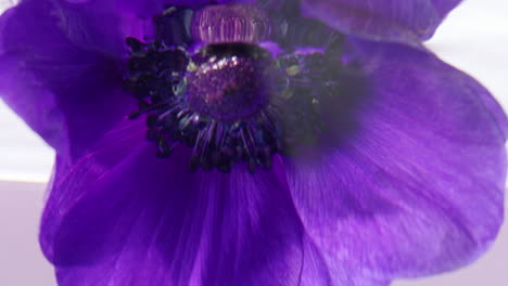 close-up of a purple anemone flower