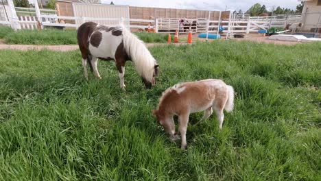 caballos en miniatura jugando y corriendo en un pasto de hierba