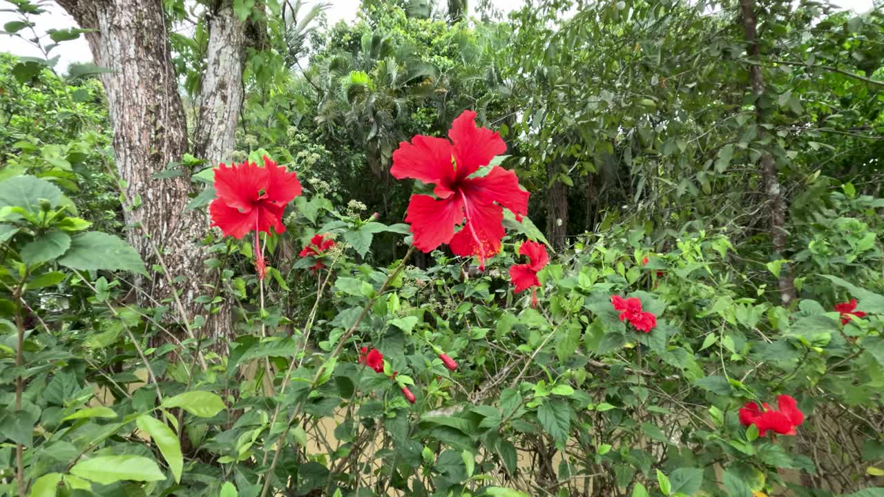 Red hibiscus flowers gently move in breeze, lush green tropical garden, natural daylight, steady shot