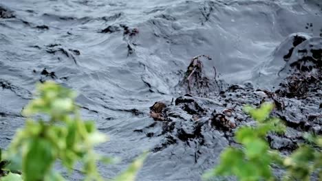 black water in a river flowing after a storm with foliage in the foreground