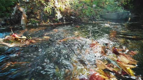 shot of a mountain creek with crystal clear water running in amazing green forest