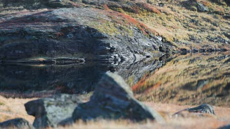 moss-covered rocks and ground are reflected in the mirrorlike surface of that small pond in the autumn tundra