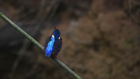 visto desde su espalda apoyada en una pequeña rama de bambú moviendo la cabeza hacia arriba y hacia abajo