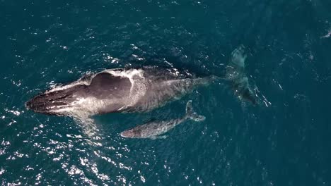 Madre-Y-Cría-De-Ballenas-Jorobadas-Nadando.