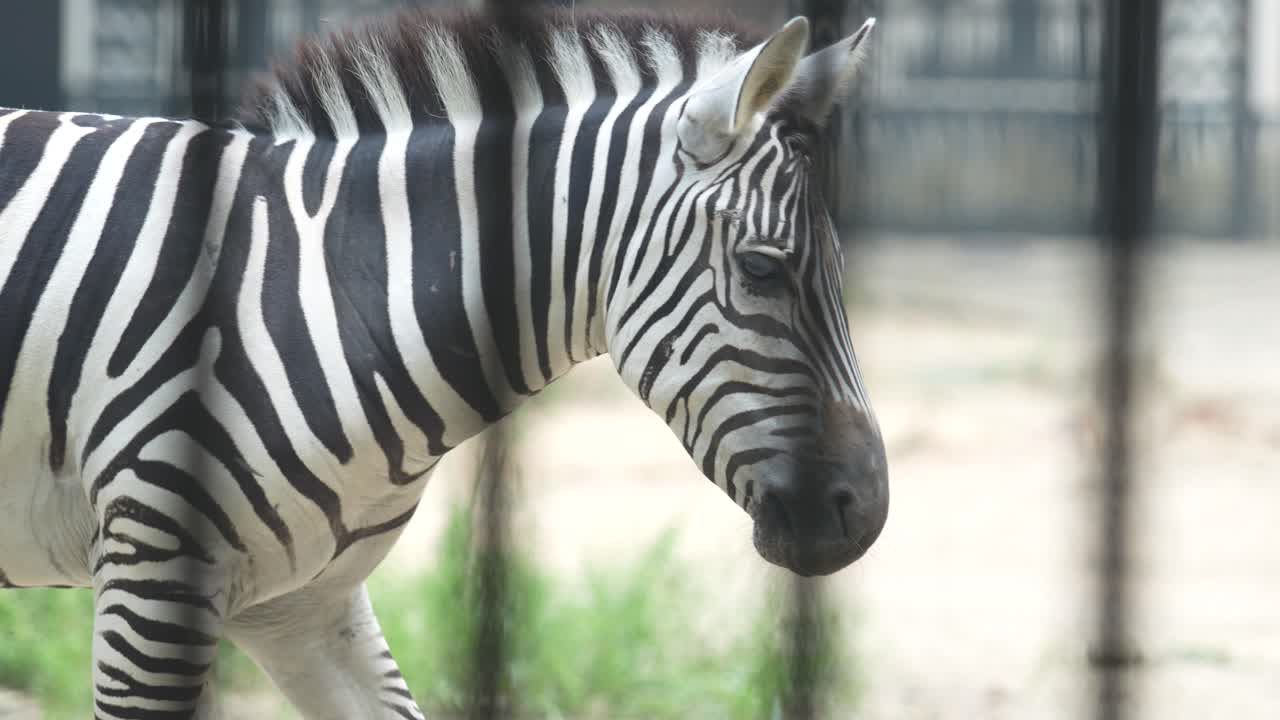 La zebra nello zoo.