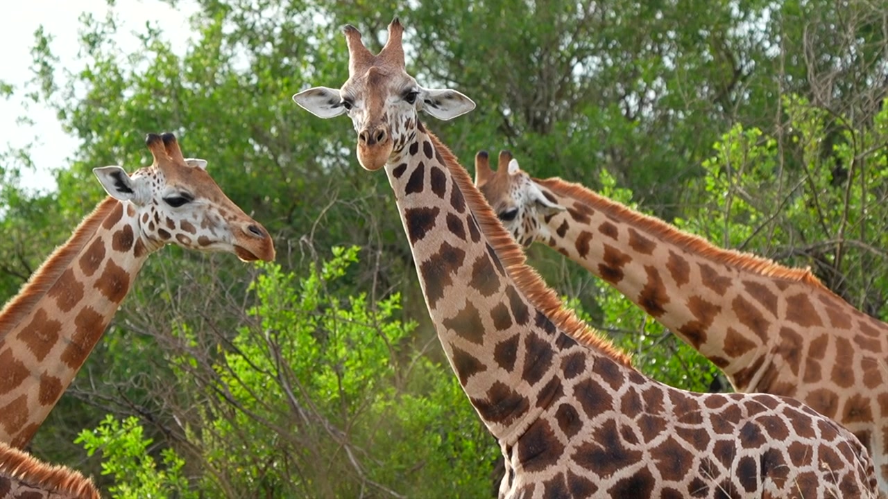 Girafas selvagens mastigando plantas em câmera lenta olhando para a câmera em Uganda
