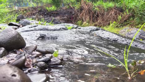 Corriente-De-Agua-Clara-Del-Río-De-Montaña-En-Medio-Del-Bosque