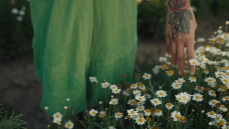 woman touching chamomile flowers in a garden