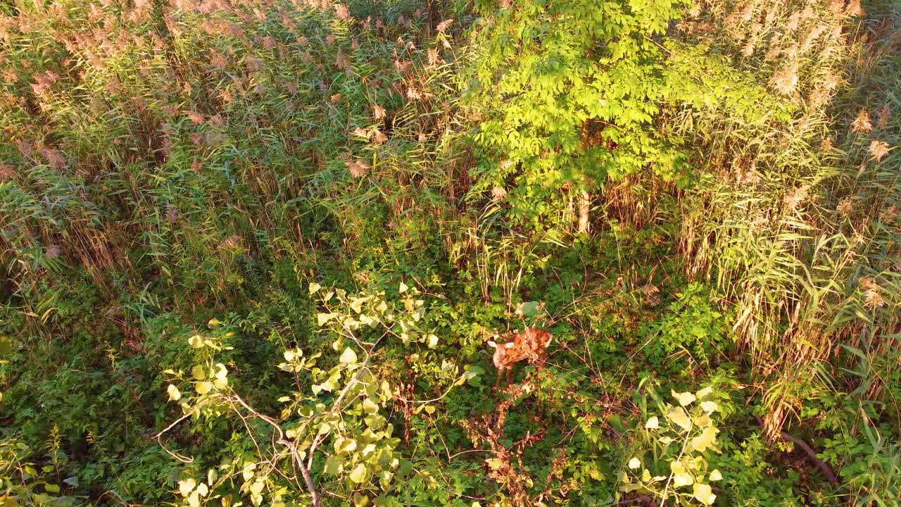 A deer wanders through an autumn forest with colorful foliage, rich, vibrant leaves cover the forest floor as it hops and skips away
