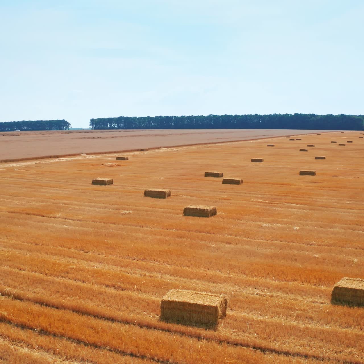 Cut hay packed into rectangular bales scattered on the mowed plantation. Harvesting season in agricultural farmlands. Aerial view