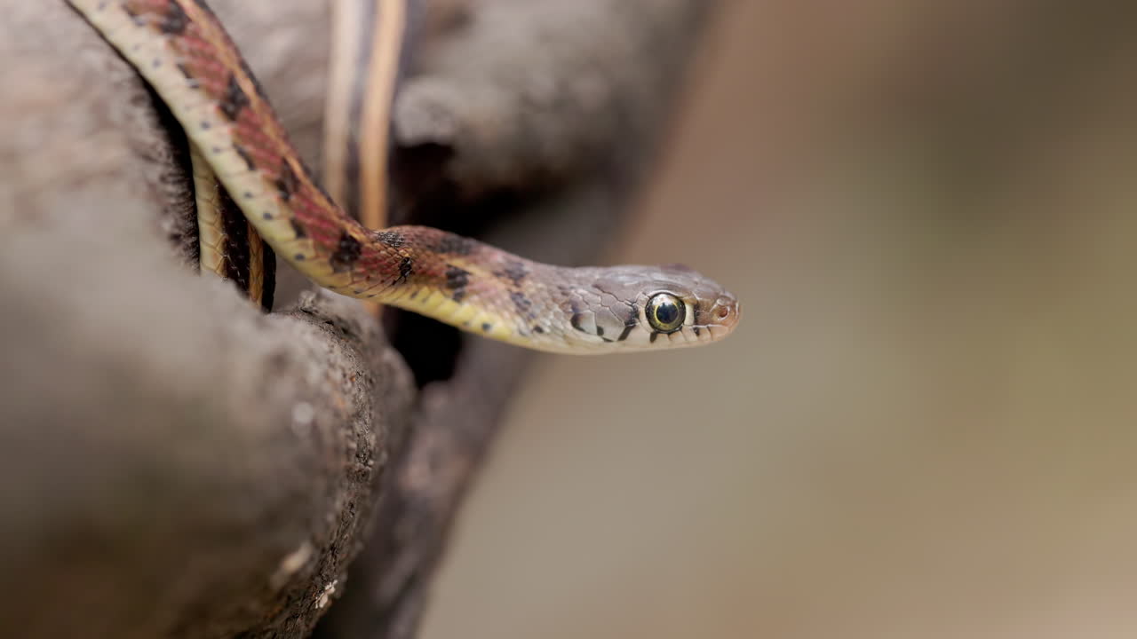 Dichtbijopname van een Buff-striped Keelback slangenkop met grote ronde pupillen en gele markeringen