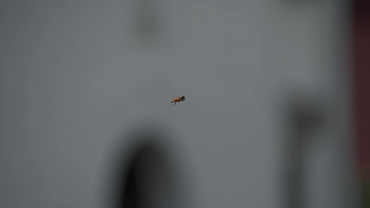 Un primo piano dettagliato al rallentatore di un insetto volante con uno sfondo sfocato che mostra il volo naturale in un ambiente minimalista, scene accattivanti e illuminazione suggestiva
