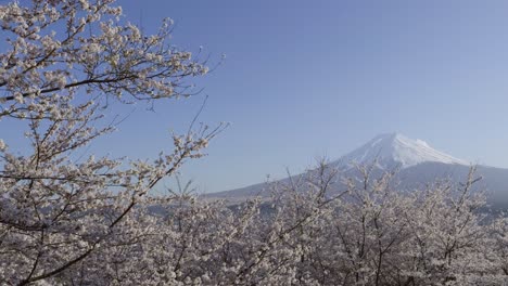 Incredible Sakura scenery at Mount Fuji, wide shot
