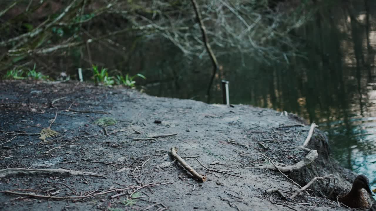 저녁 빛, 핸드헬드, 공원에서 연못 은행에 숨어 청둥오리 오리
