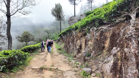 group of tourists traverses a scenic path through a tea plantation in bandarawela, sri lanka. mist enhances the lush hillside landscape, creating a serene and adventurous atmosphere.